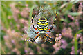 SZ0384 : Argiope bruennichi (Wasp Spider) by Phil Champion