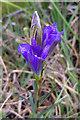 SZ0183 : Marsh Gentian (Gentiana pneumonanthe) on Godlingston Heath by Phil Champion