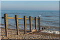 TQ6604 : Groyne by Ian Capper