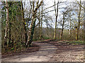 SO7483 : Pathway in the Country Park near Alveley, Shropshire by Roger  D Kidd