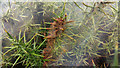 SU3308 : Close up of gorse spider mite webs (Tetranychus lintearius) on common gorse by Phil Champion