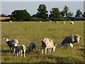 SU7589 : Pasture, Turville by Andrew Smith