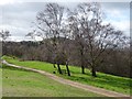 SO7640 : Silver birch trees on the Malvern Hills by Philip Halling