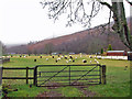 NH3961 : Grazing sheep by Richard Dorrell