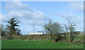 SJ5538 : Grazing and hedgerow near Bridge Farm by JThomas