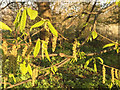 SP2965 : Catkins and unfolding leaves of hornbeam, riverside open space, Warwick by Robin Stott