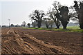 TM1540 : Ploughed field and trees lining Vicarage Lane, Wherstead by Simon Mortimer