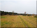 TL7893 : View along forest track by David Pashley