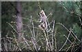 TL7893 : Grey Squirrel by David Pashley