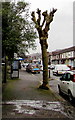 ST0789 : Pollarded tree near a BT phonebox, Broadway, Treforest by Jaggery