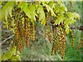 SO7944 : Pedunculate oak catkins by Philip Halling