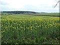 NZ1723 : Oil seed rape field off Hummerbeck Lane by Christine Johnstone