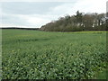 NZ1722 : Oil seed rape by Trunnelmire Plantation by Christine Johnstone