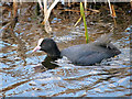 SD7807 : Coot on Manchester, Bolton and Bury Canal by David Dixon