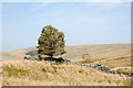 NY6937 : Trees beside disused sheepfold by Trevor Littlewood