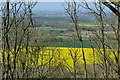 TQ0712 : Oilseed rape fields seen through trees by David Martin