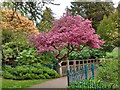 ST3087 : Spring colour, Belle Vue Park, Newport by Robin Drayton