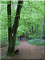 SU7395 : Footpath in Cowleaze Wood by Steve Daniels