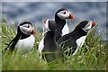 NM3235 : Puffins on Staffa by Robert Matin