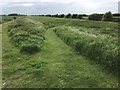 TF3902 : Paths through the long grass - The Nene Washes by Richard Humphrey