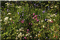 SX7957 : Roadside flowers near Luscombe Cross by Derek Harper