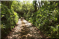 SX7957 : Lane to Luscombe #5 by Derek Harper