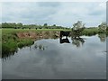 SK6011 : Bullock in the canal, between bridges 19 and 20 by Christine Johnstone