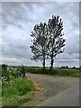 SK7230 : Tree at the start of a bridleway by Graham Hogg