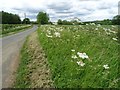 SP2136 : Roadside verge by Philip Halling