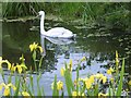 SK7330 : Swan on the canal by Graham Hogg