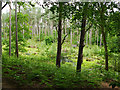 SJ5571 : Blains Moss by Stephen Craven