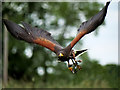 SJ5031 : Milo, the Harris Hawk, at Shropshire Falconry by David Dixon