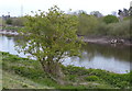 SJ3966 : The River Dee at Chester by Mat Fascione