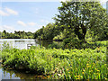 SJ4034 : Ellesmere, The Mere by David Dixon