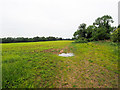 TF8801 : Wet Maize field by David Pashley