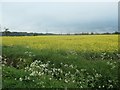 SK5023 : Field of oilseed rape, Zouch by Christine Johnstone