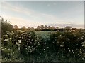  : Looking south into a field off the Witham bypass by Christopher Hilton