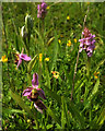 SX9066 : Orchids, Nightingale Park by Derek Harper