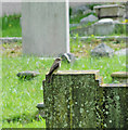 TG1100 : Spotted flycatcher in Wymondham cemetery by Adrian S Pye