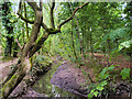 SJ5790 : Stream in Mary Ann Plantation by David Dixon