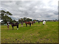 SJ7077 : Equestrian Display at the Royal Cheshire County Show 2019 by Jeff Buck