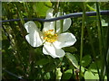 H3063 : Dog rose, Carnalea by Kenneth  Allen