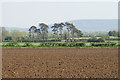 SP7306 : Stand of trees near Kingston Hayes by Bill Boaden