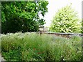 SK2527 : Wildflower meadow at Rolleston-on-Dove former railway station by Ian Calderwood