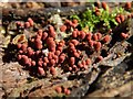 NS3878 : A slime mould - Arcyria denudata by Lairich Rig