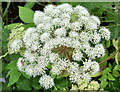 J3370 : Wild angelica, Lagan towpath, Belfast (July 2019) by Albert Bridge