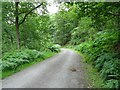 SO7476 : Forest road in the Wyre Forest by Philip Halling