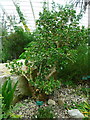 SN5218 : A tall Jade Plant in the Great Glasshouse, National Botanic Garden of Wales by Humphrey Bolton