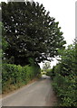 SO5219 : Leaf canopy in Llangrove, Herefordshire by Jaggery