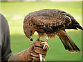 SO7023 : Black Kite on the Falconer's Glove by David Dixon